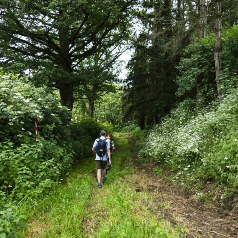 Image Not Found On Media Library