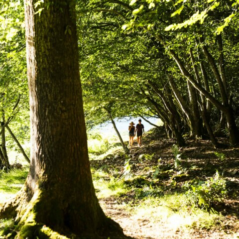 Image Not Found On Media Library