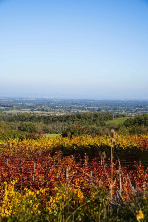 Image Not Found On Media Library