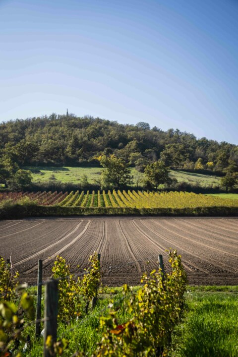 Image Not Found On Media Library