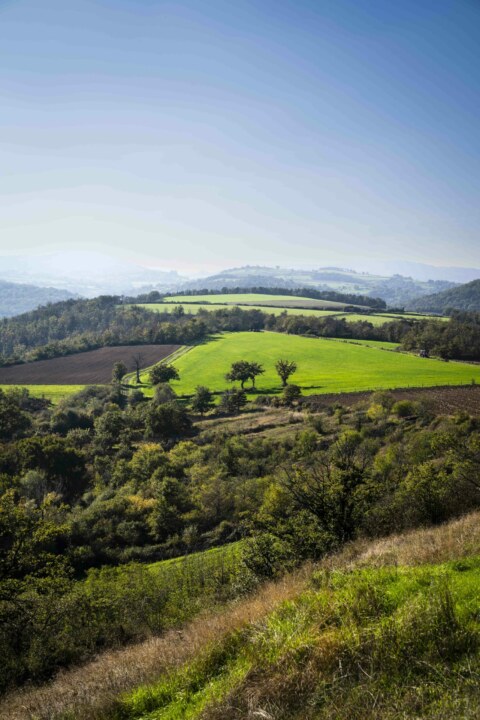 Image Not Found On Media Library